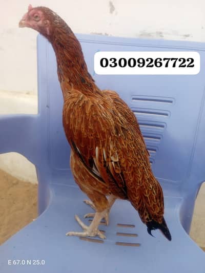 Old bloodline maadi available