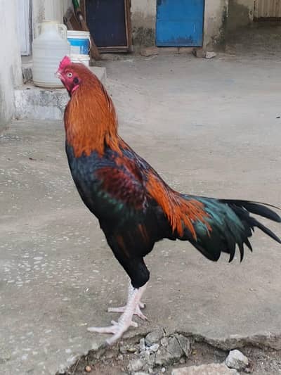 lakha aseel