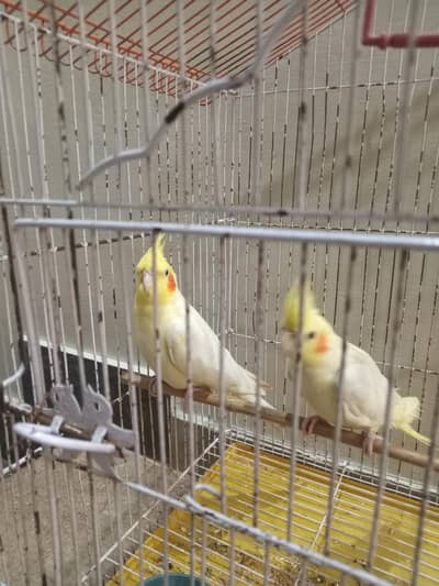parrot selling