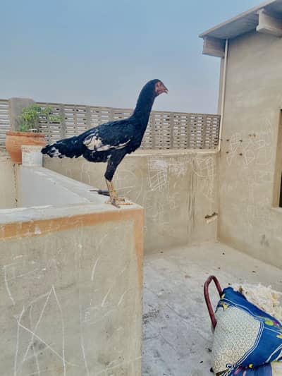 MashAllah Active aur Khubsurat Black Murghi