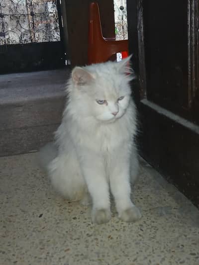 Beautiful Cat Turkish Angora For Sale