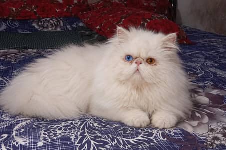 Piki Face Odd eye Stud Male | Peki | Peke | Stud | matting| Persian