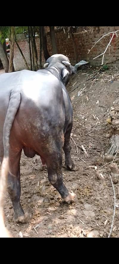 4 dant katta for sale