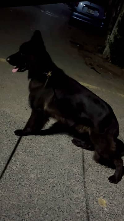 Onliy for Stud/Cross/Meting| Long Coat German Shepherd PedigreeMale