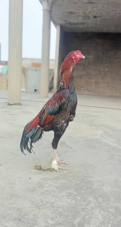 aseel male for sale