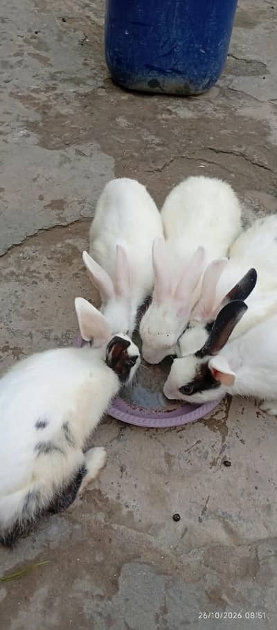 White Rabbits