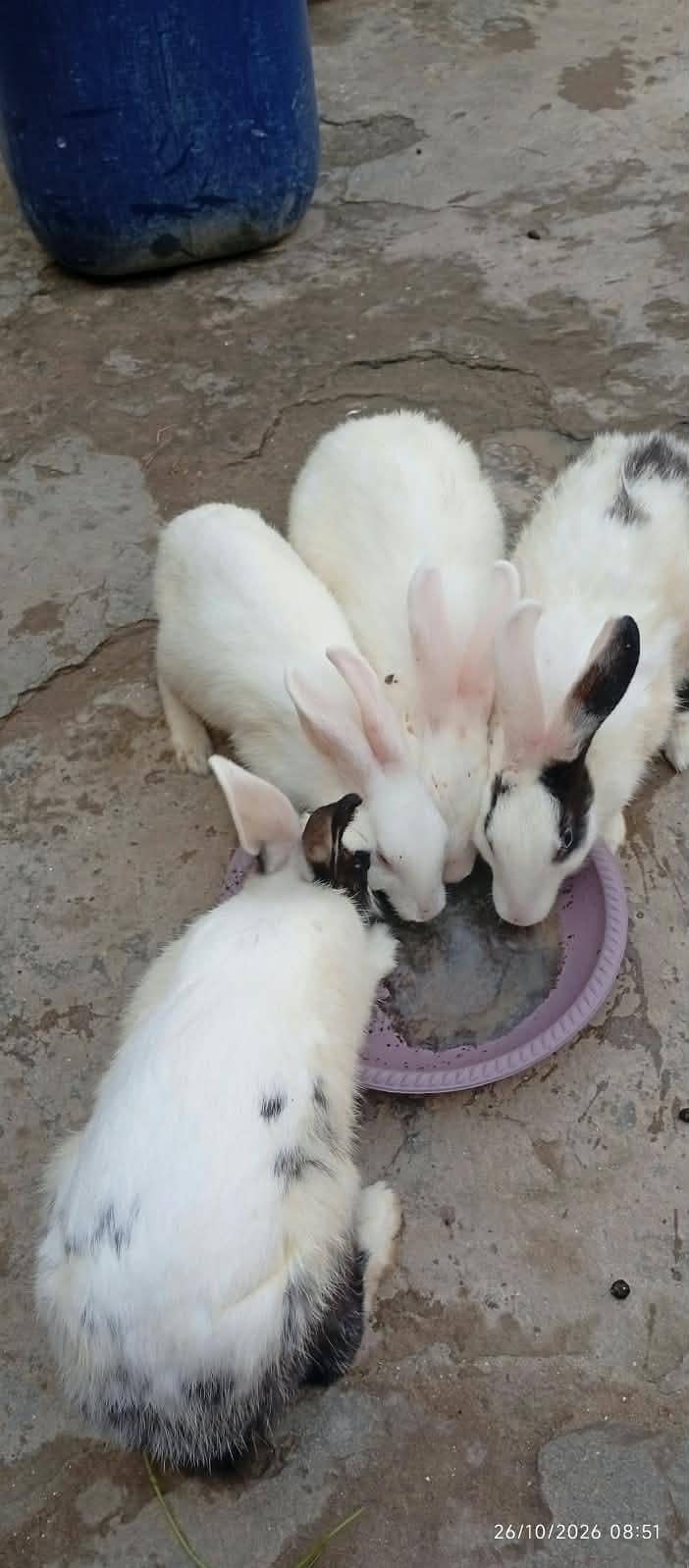 White Rabbits 1