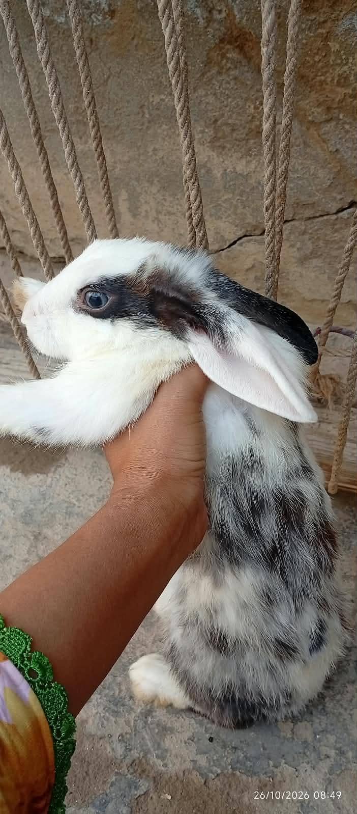 White Rabbits 2