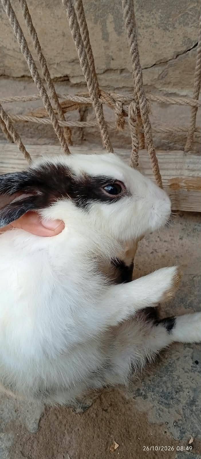 White Rabbits 3