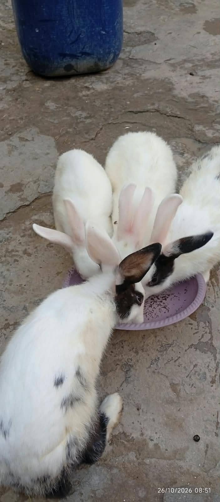 White Rabbits 4