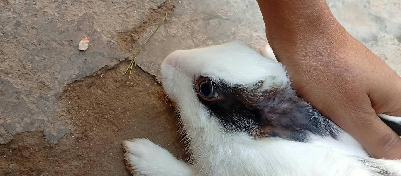 White Rabbits 5