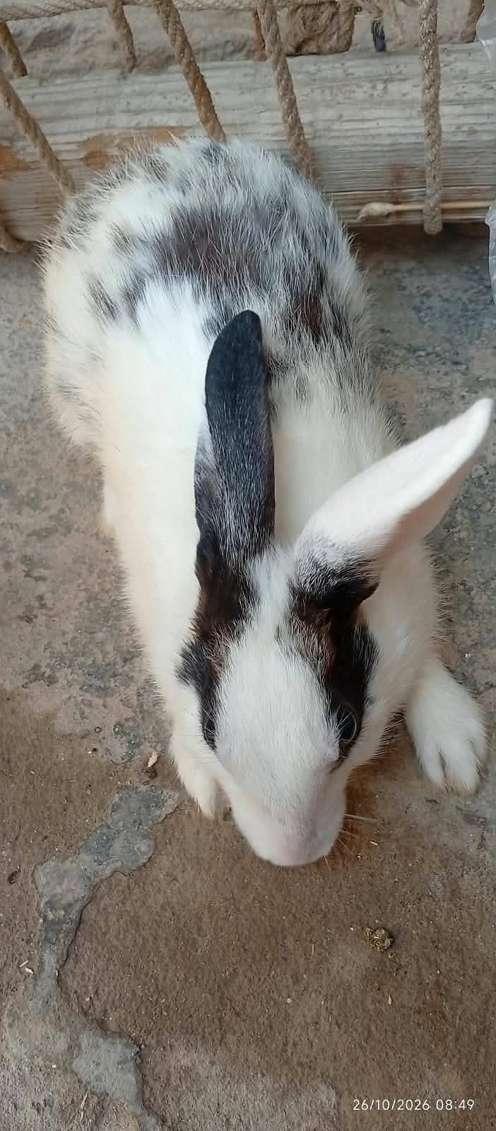 White Rabbits 6