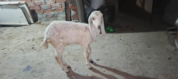 Bakri ka bcha. 03367160932