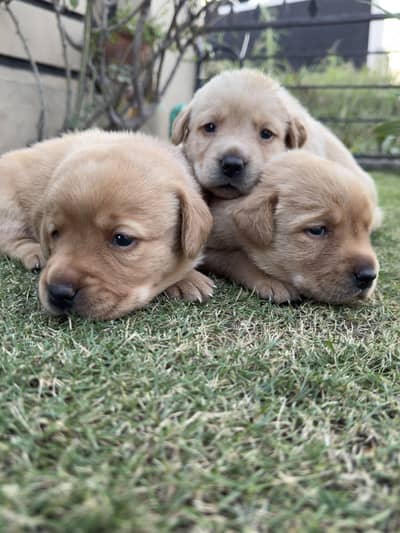 Top Quality Labrador Puppies
