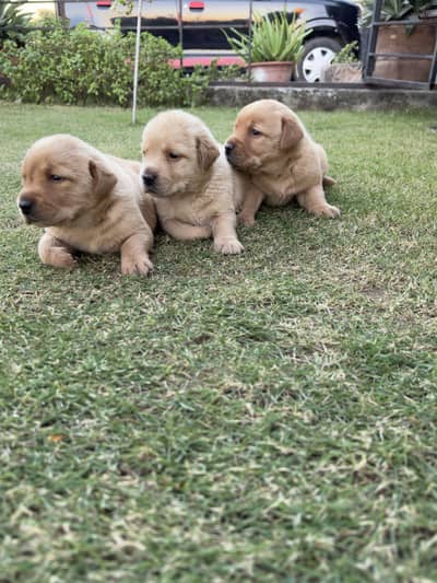 Top Quality Labrador Puppies