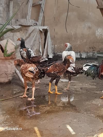 Asel yellow legs hens pairs for sale