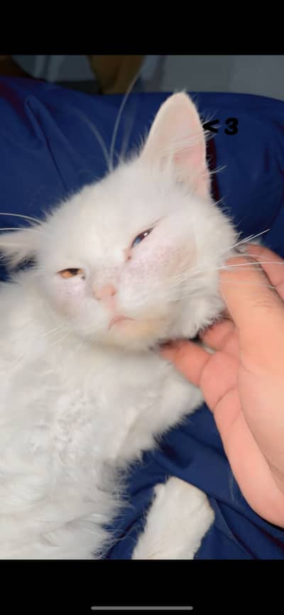 persian cat for sell yellow or blue eyes