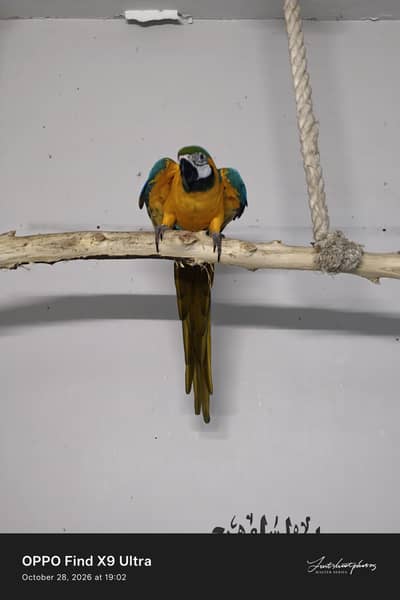 Blue and Gold macaw