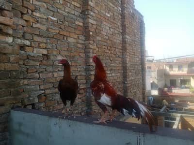 Good quality aseel pair for sale