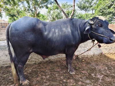 Healthy Male Buffalo Calf for Sale