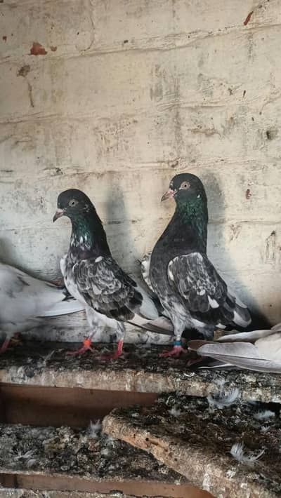 teedy pair for sale location shadbagh lahore