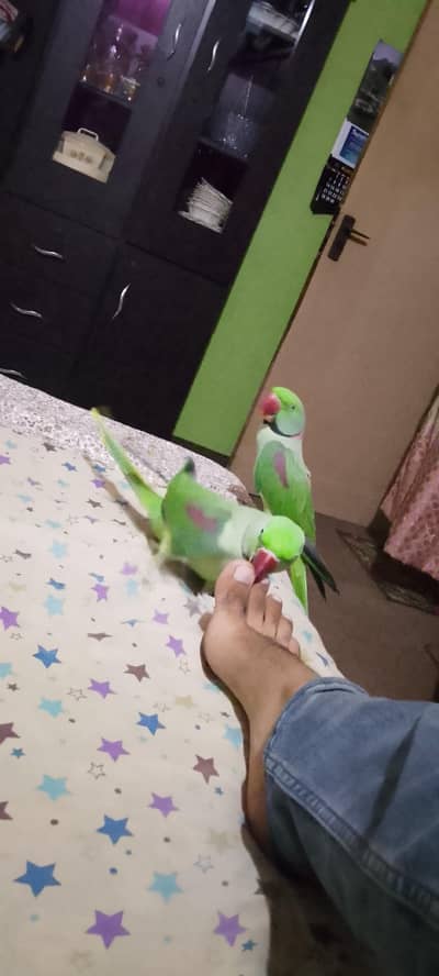 Talking Raw parrot