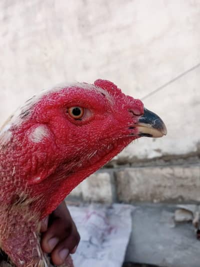 Aseel shamu japeniess madhi, mianwali murga,gadar madhi mianwali