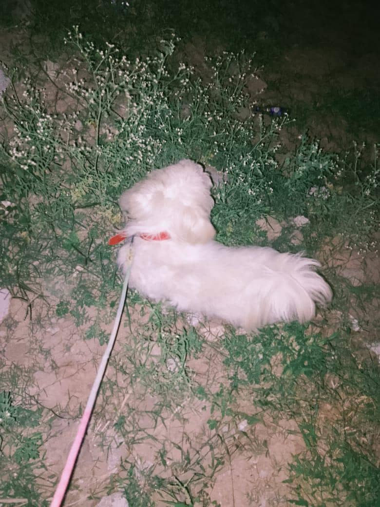 poodle dog 0