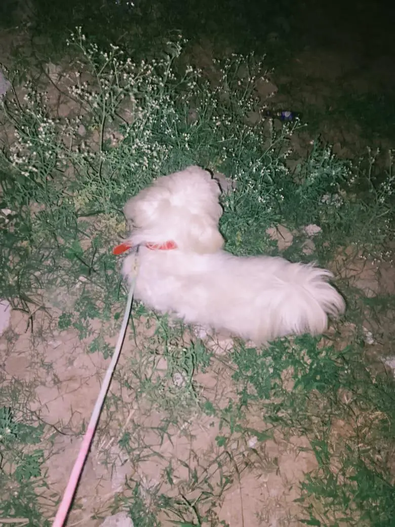 poodle dog