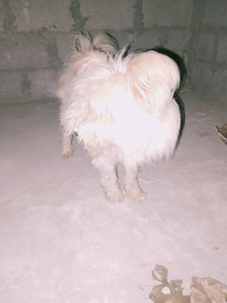 poodle dog 1