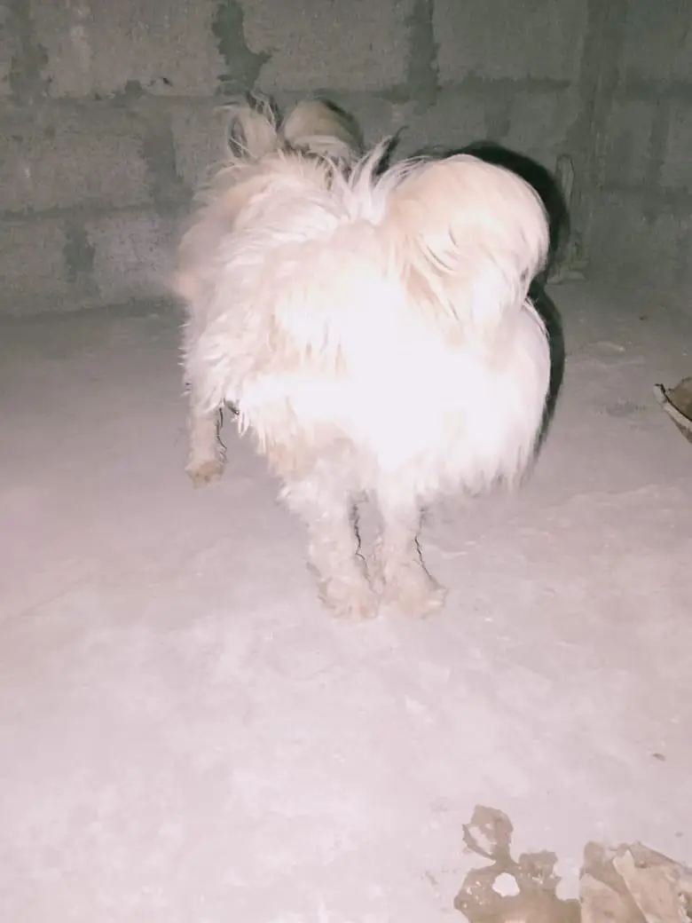 poodle dog — photo 2