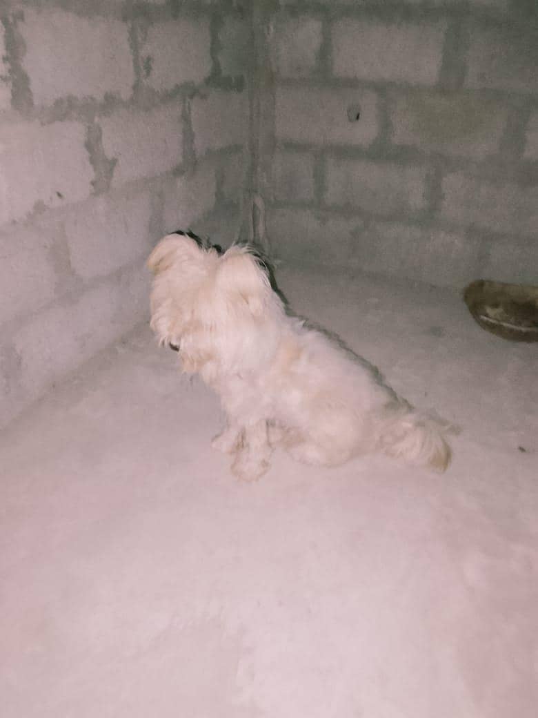poodle dog 2
