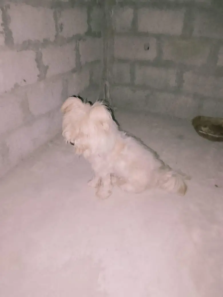 poodle dog — photo 3