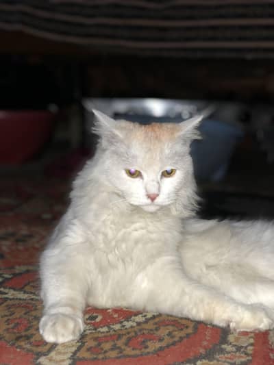 Pure white Cat neat and clean