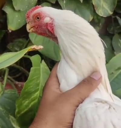 Indian b parrot pair for sale