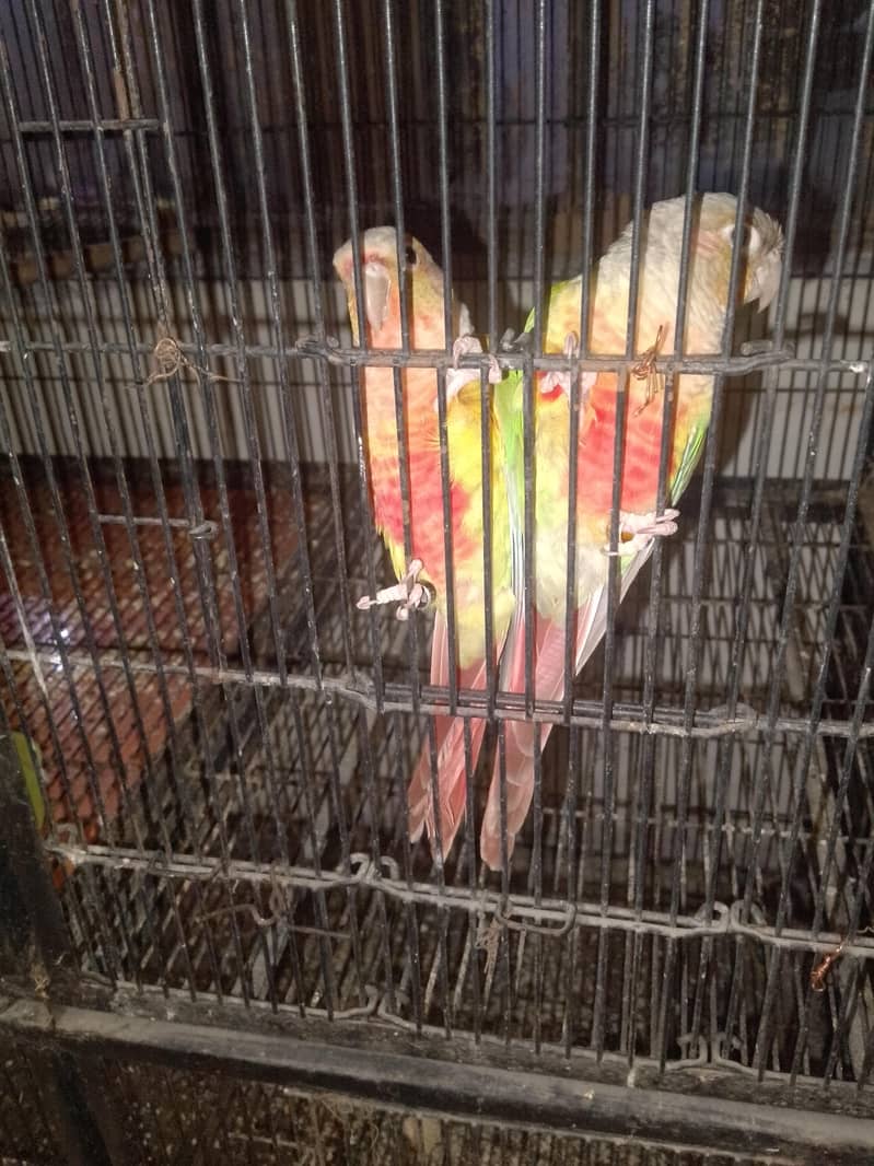 pineapple canure breeder 0