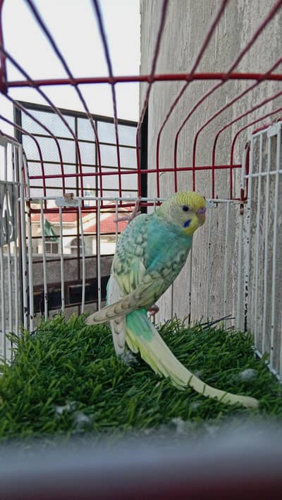 budgies breeder pair available