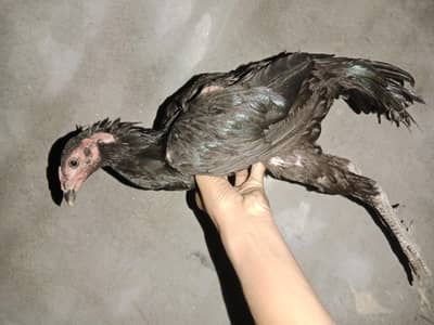 lotino cocktaile breeder female