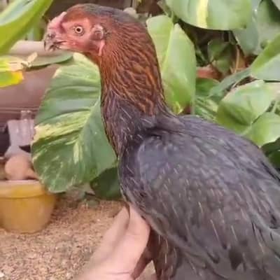 Indian b parrot pair for sale