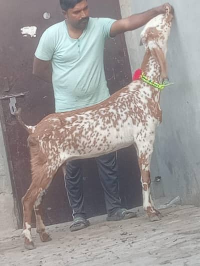 Makhi cheeni Gabn path sale