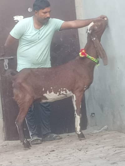 Makhi cheeni Gabn path sale