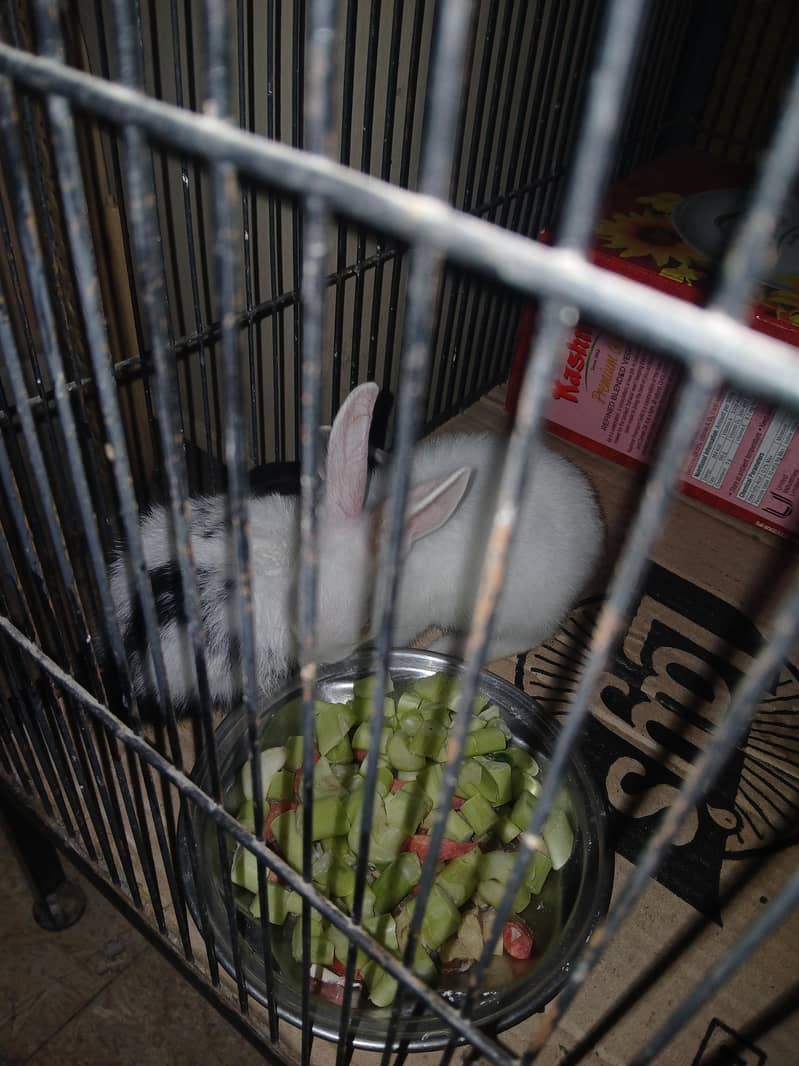 Rabbit 2 adad 1