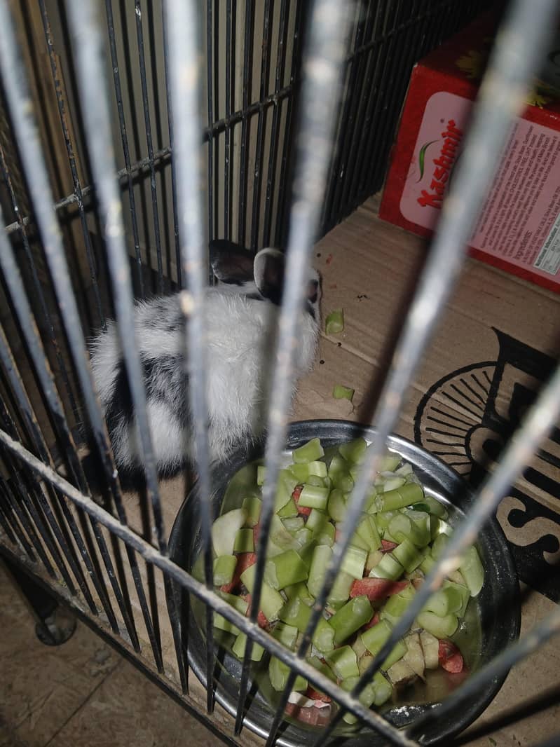 Rabbit 2 adad 2