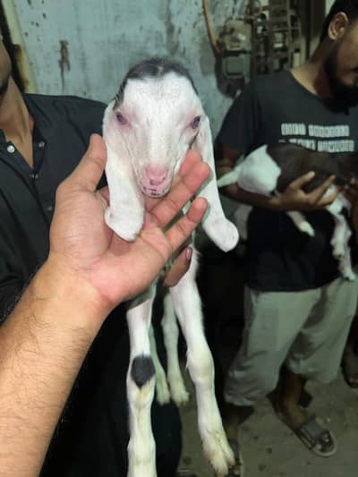 teddy bakri 2 bachon k sath