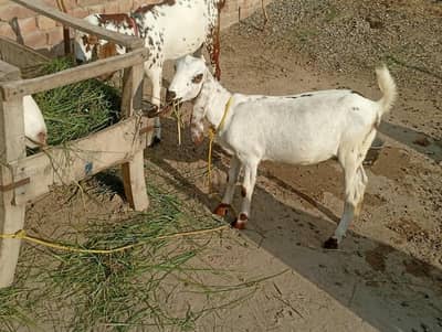 tedi cross boht Achi nasal 03280261320 what's up
