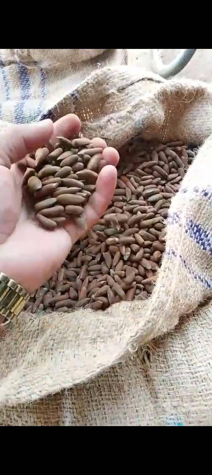 Chalghoza 1