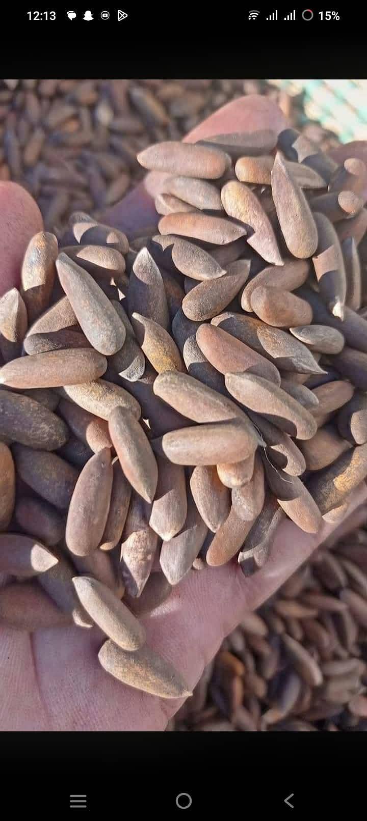 Chalghoza 2