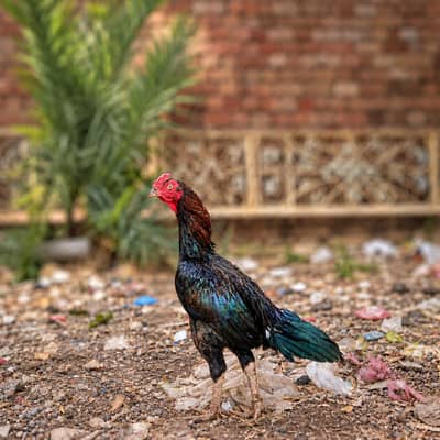 lasani mianwali male ka chicks avalible