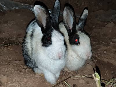 URGENT SALE! 2 Beautiful Black-Eyed Female Rabbits – Healthy & Cute