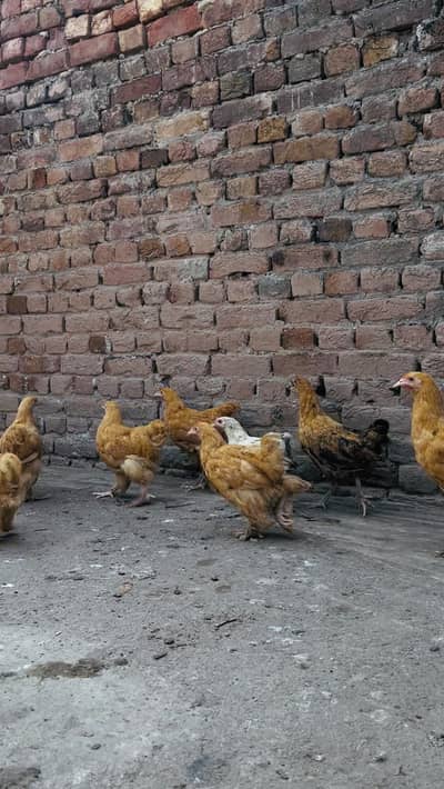 Hens fancy Golden Buff